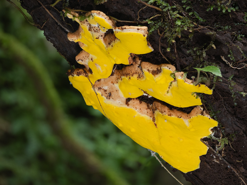 Flaviporus brownii Flaviporus brownii